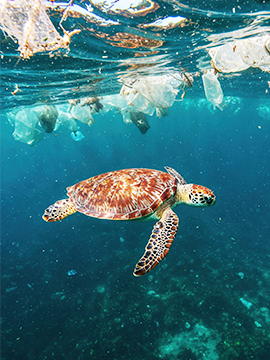 KEY WEST & DRY TORTUGAS